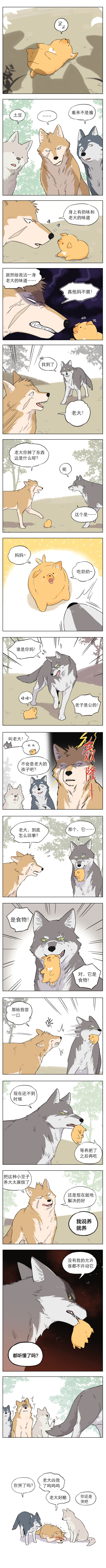 漫畫｜果然狼王還是這般寶貝小土豆