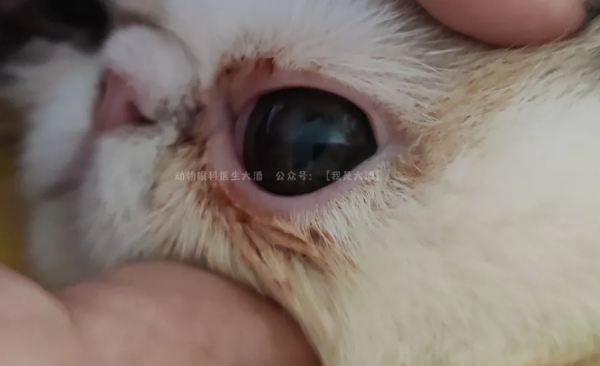 加菲貓角膜潰瘍，眼睛有凹陷的治療