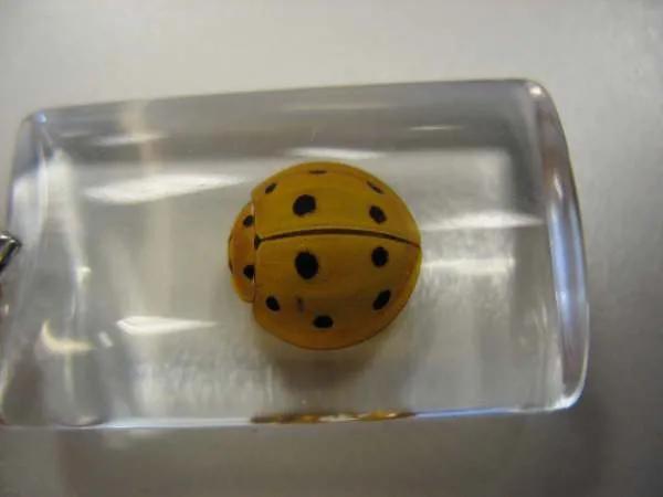 帶你看世界最大的瓢蟲