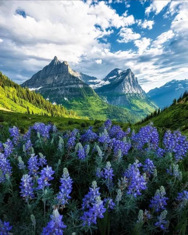 冬日裡的山與花