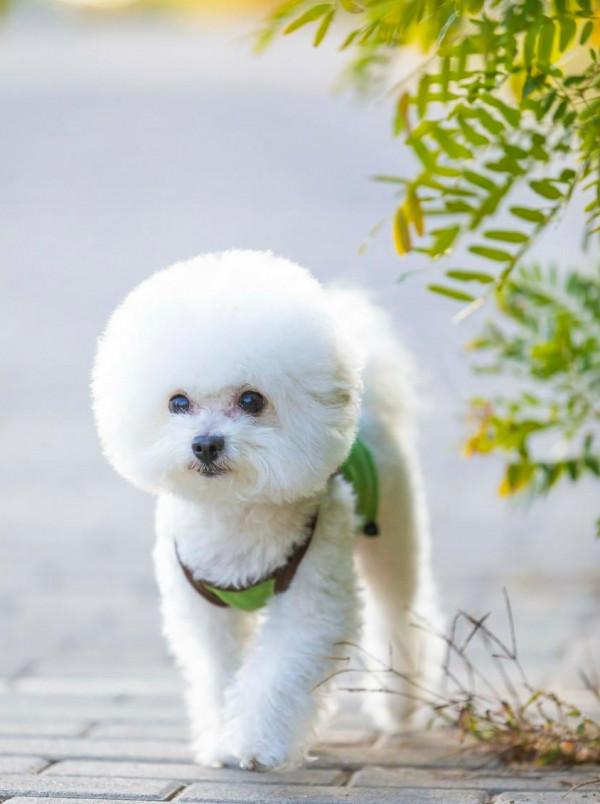 比熊犬：可以說是最好養的犬種之一，養一隻不後悔