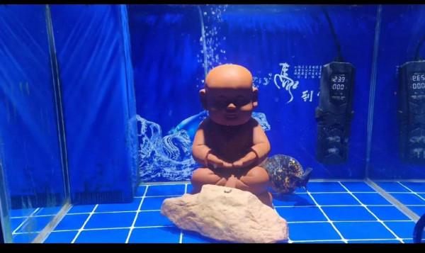 想把金魚養好嗎?你要抓住它的靈魂所在——養水 想把金魚養好嗎?你要抓住它的靈魂所在——養水