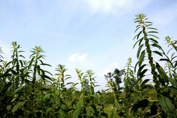 北京最大的一塊地熱田原來在這裡! 北京最大的一塊地熱田原來在這裡!