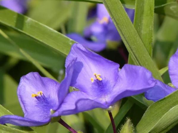 紫露草一一積極樂觀