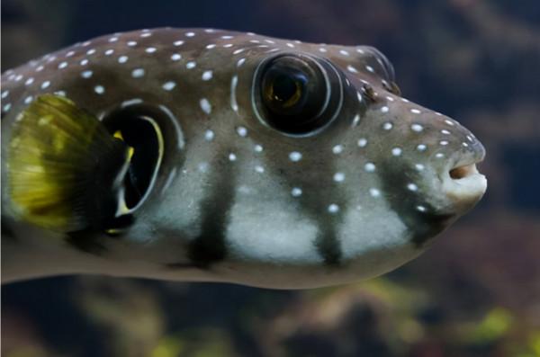 河豚也有轉基因？日本又推出基因編輯食品，專家稱很安全，靠譜嗎