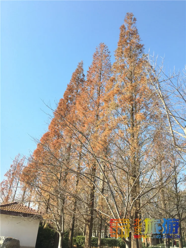 唯美浪漫！京城這個公園的水杉還紅著，錯過等明年~【送年票】