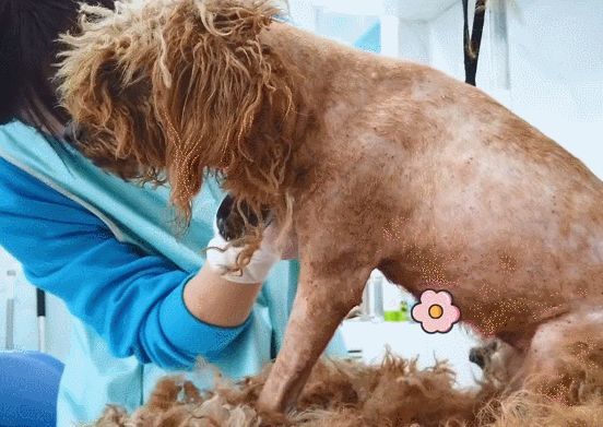 好心人從廠裡救助了一隻泰迪，送去醫院治療後：主人也太不負責了