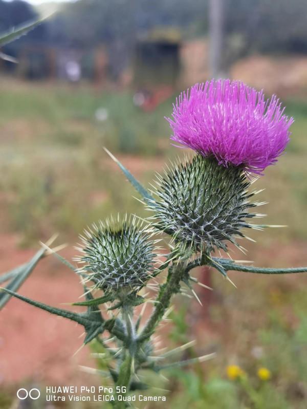 草本植物—飛廉