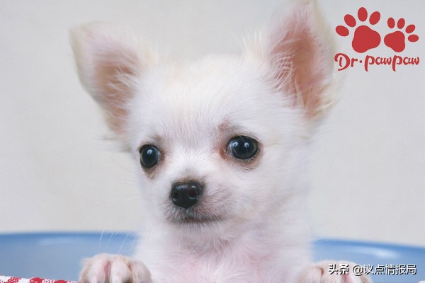 普安特:狗狗低血糖的注意事項 普安特:狗狗低血糖的注意事項