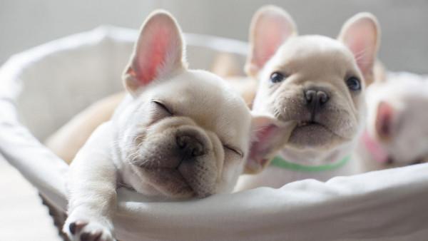 “買狗便宜養狗貴”，想養這5種狗嗎？請不要隨便入坑