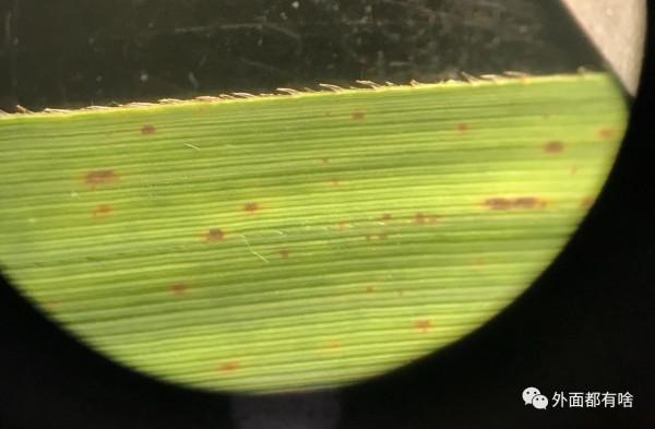 令人驚奇的葉沿——讓孩子學會使用常用工具系列