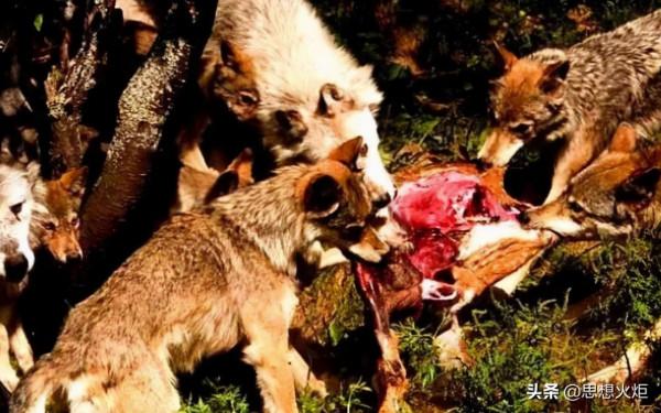 不容忘記的“鴉片戰爭”的八條教訓 不容忘記的“鴉片戰爭”的八條教訓