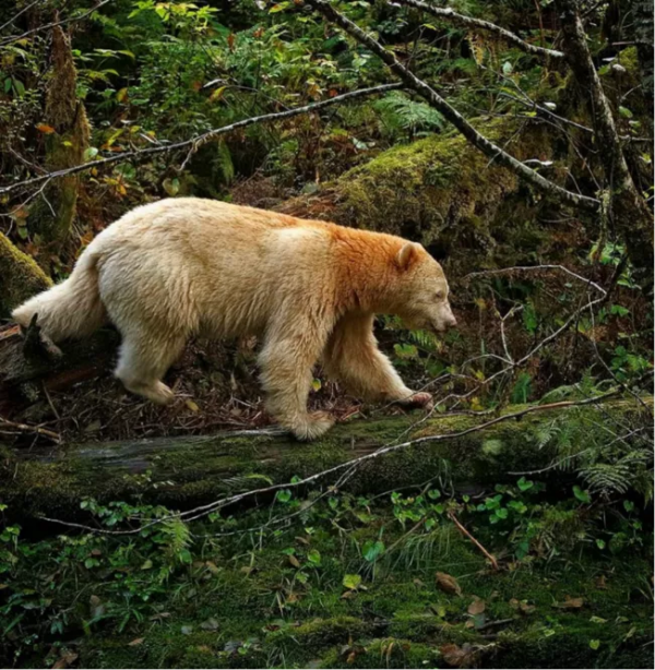 對於加拿大這隻網紅熊，我們必須要站出來闢謠了