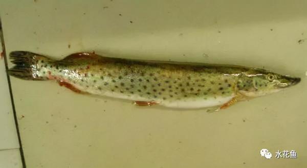 水生動物圖文欣賞(5)——四大主要食性魚類與五小類食性魚類 水生動物圖文欣賞(5)——四大主要食性魚類與五小類食性魚類