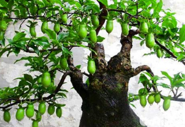 7種&OpenCurlyDoubleQuote;吉祥果&rdquo;家裡放一盆，鮮紅欲滴真可愛，喜氣洋洋顯&OpenCurlyDoubleQuote;富貴&rdquo;