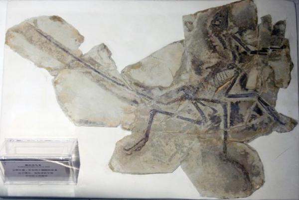 如何給古生物畫上正確的顏色 如何給古生物畫上正確的顏色