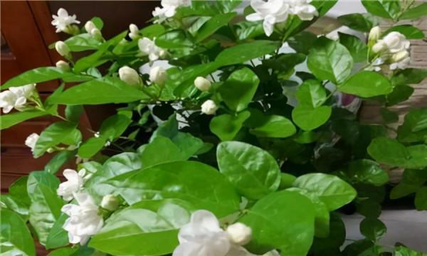 人養花，花亦養人！8種能“吃”的花，漂亮又美味，建議養一盆