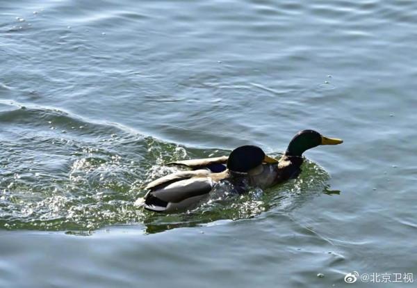 北海公園小精靈們愉快的午餐