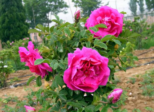 喜歡養花的女人,建議養這“5種花”,“美容養顏”好處多多 喜歡養花的女人,建議養這“5種花”,“美容養顏”好處多多