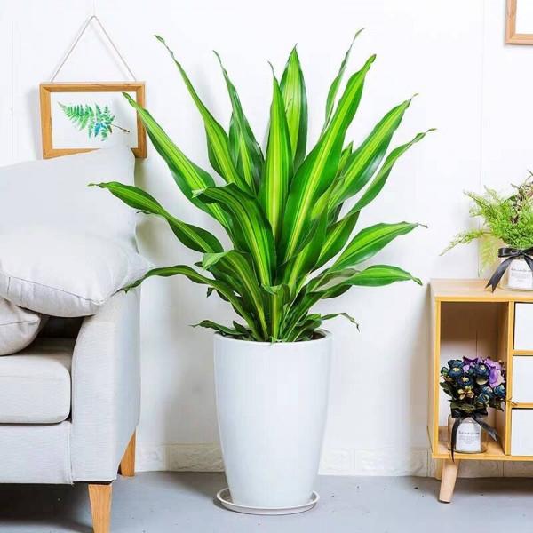 100種觀葉綠植,50種大型的,50種小型的,家裡沒有陽光也能養 100種觀葉綠植,50種大型的,50種小型的,家裡沒有陽光也能養