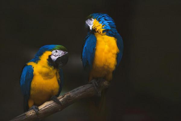 進口鸚鵡奶粉什麼牌子好 進口鸚鵡奶粉什麼牌子好