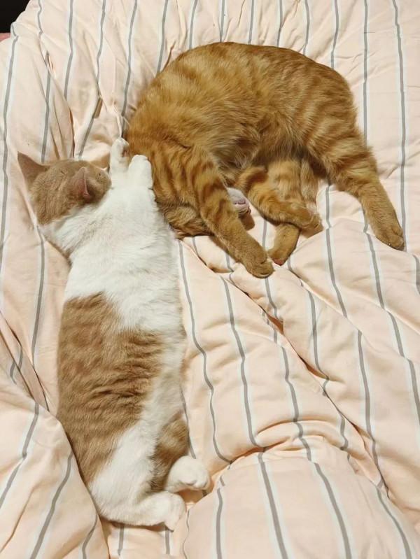 當代青年社交新本領:記住同事的寵物名 當代青年社交新本領:記住同事的寵物名