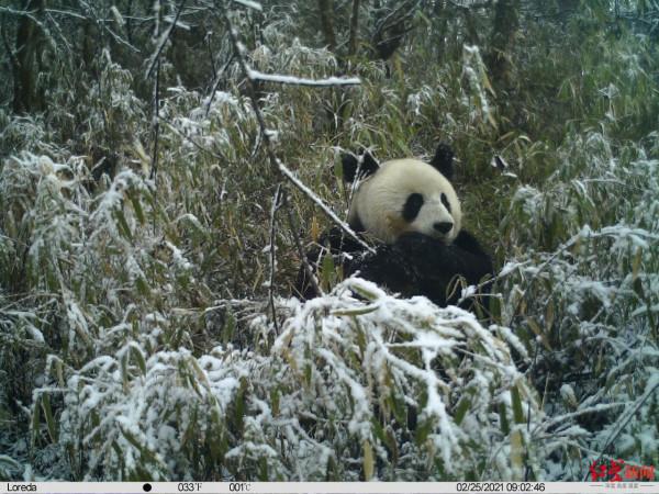 野生&OpenCurlyDoubleQuote;冰墩墩&rdquo;化身雪地&OpenCurlyDoubleQuote;吃播博主&rdquo;，珍貴影片曝光