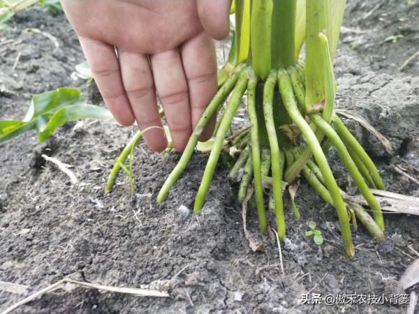 為什麼玉米11-12片葉後再打藥控旺會造成減產?原因有兩個 為什麼玉米11-12片葉後再打藥控旺會造成減產?原因有兩個