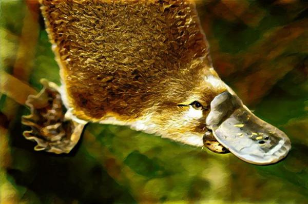 人與自然和諧共生教育:陸生動物​(二) 人與自然和諧共生教育:陸生動物​(二)