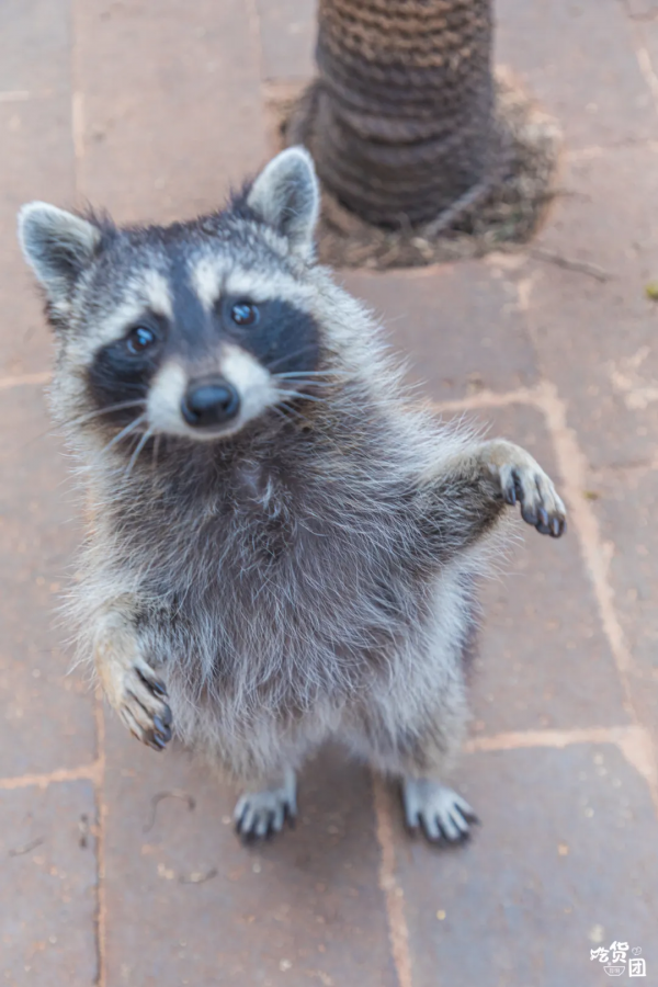 春節嗨玩預警！雲南野生動物園&OpenCurlyDoubleQuote;萌虎&rdquo;陪你賀新年，2022虎虎生威