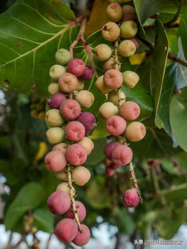 海葡萄植物｜為家帶來清新靈感，愛了