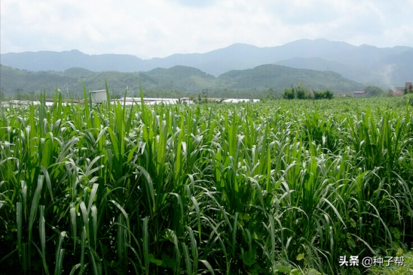 發展人工種草的建議，不要盲目種植，記住這幾點，效益好，成本低