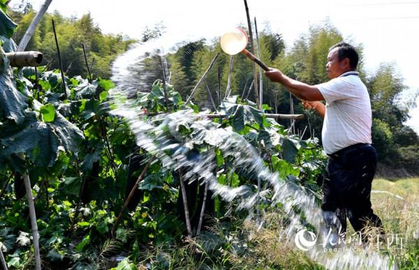 冬瓜掛滿藤 豐收在望