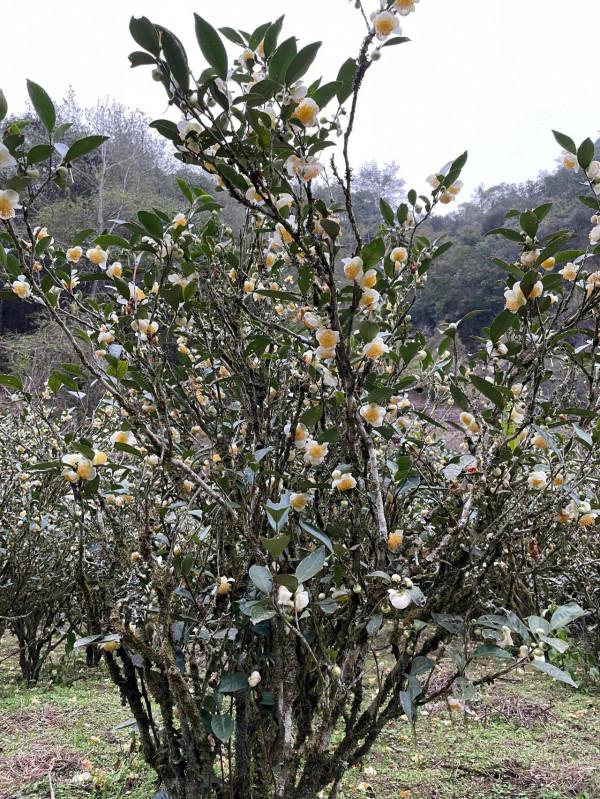小姐姐們一起走進武夷山正巖茶產區
