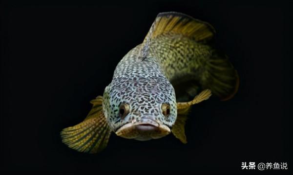 家養觀賞魚混養的秘密,避免魚類“手足相殘”,讓魚缸和諧發展 家養觀賞魚混養的秘密,避免魚類“手足相殘”,讓魚缸和諧發展