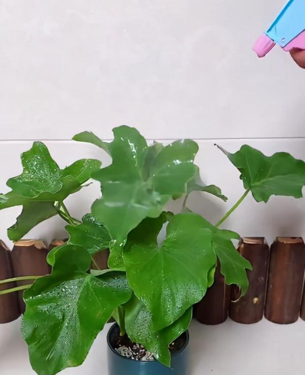 養花就怕招蟲子，教你幾招全滅掉