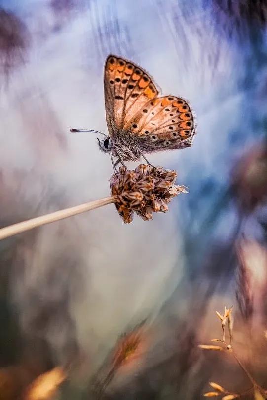 分享——美麗的蝴蝶