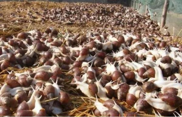 一學就會的致富經為何一做就成“致負經”,原因何在? 一學就會的致富經為何一做就成“致負經”,原因何在?