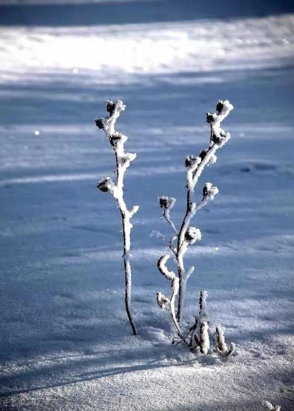 霧裡看凇｜冰城今日限定美景