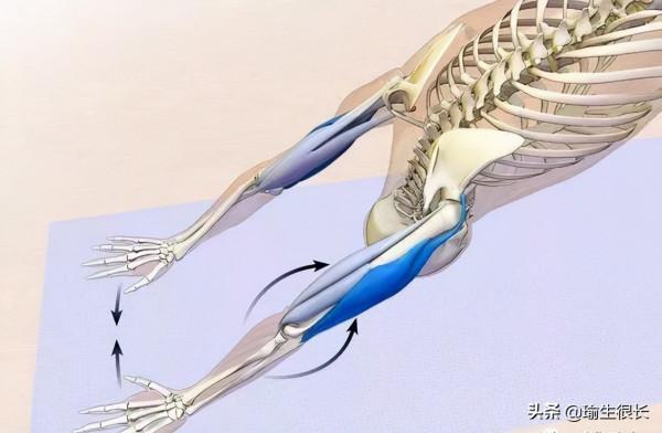 練瑜伽,下犬很重要,那為什麼要練下犬你知道嗎? 練瑜伽,下犬很重要,那為什麼要練下犬你知道嗎?