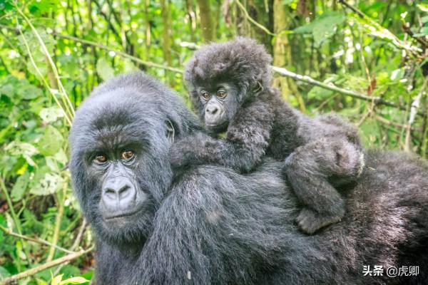 最成功的大猩猩王11歲生子，兒子奪取王位後，如何面對自己母親？