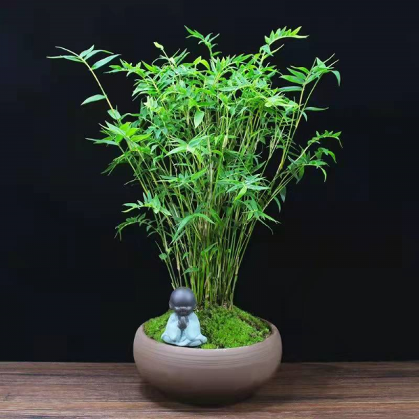 家中養&OpenCurlyDoubleQuote;5種竹&rdquo;，富貴不俗，護家祥瑞，好日子節節高升