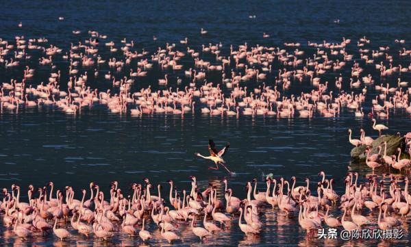 火烈鳥的天堂-博戈里亞湖