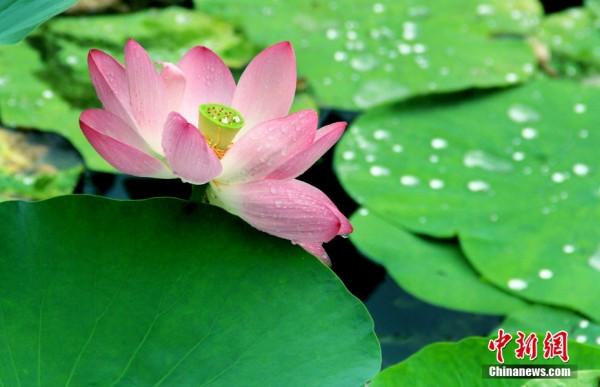 入夏荷花生 賞荷正當時 入夏荷花生 賞荷正當時