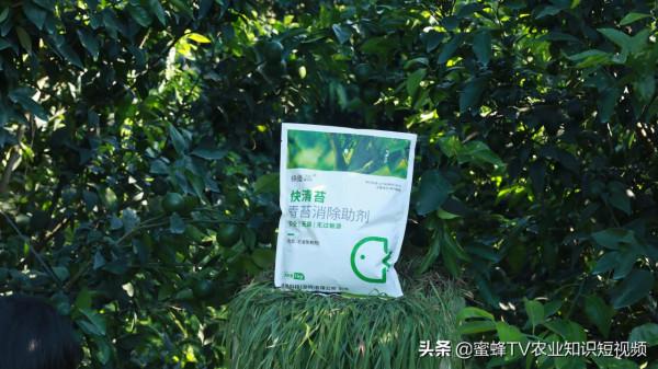 柑橘青苔危害大，簡單有效的處理方法，你知道嗎？