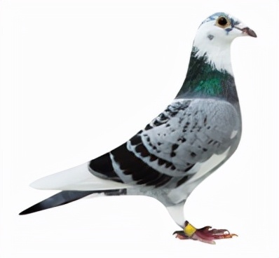 集鴿羽色分不清？看看這家鴿會發布的對照圖