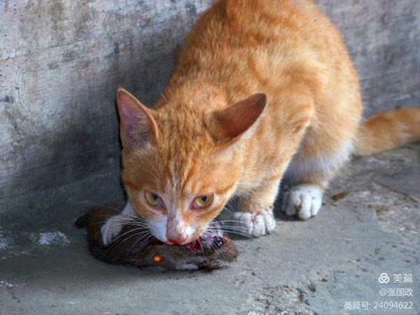 老媽貓口奪下大老鼠，讓我美餐一頓