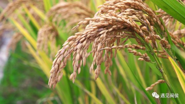 金秋稻花香,福州這幅豐收圖美極了!「區縣頭條」 金秋稻花香,福州這幅豐收圖美極了!「區縣頭條」