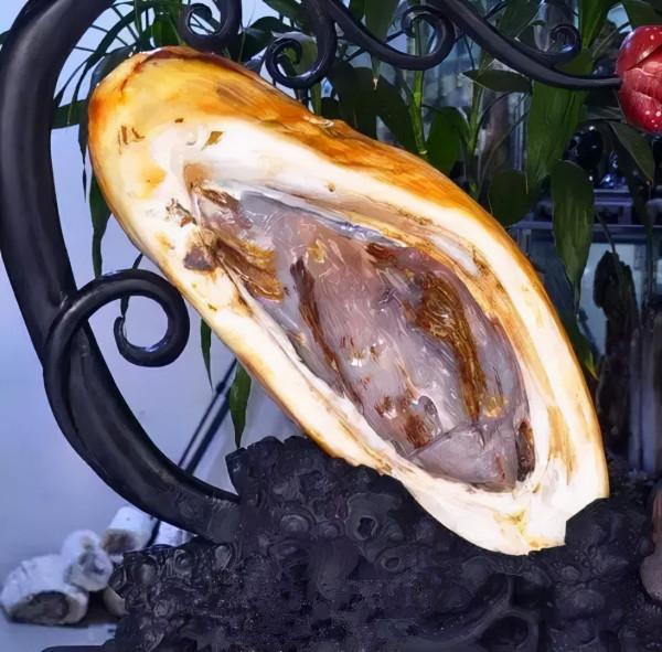 木化石，億萬年前的遺世孤品