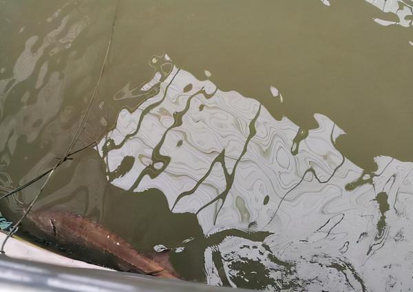 白暨豚滅絕了嗎?長江禁漁十年,江豚數量變多卻沒發現中華鱘產卵 白暨豚滅絕了嗎?長江禁漁十年,江豚數量變多卻沒發現中華鱘產卵